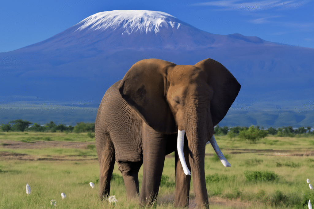 amboseli national park
