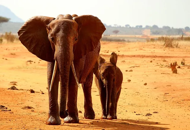 elephant in tsavo national park