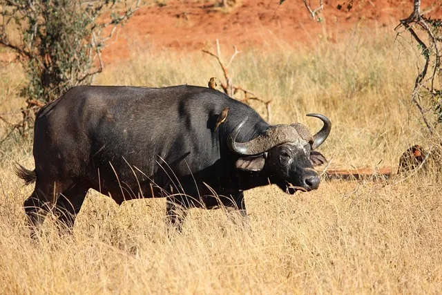tsavo buffalo