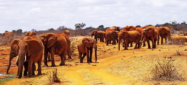 tsavo elephants
