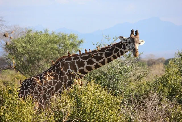 tsavo girrafe
