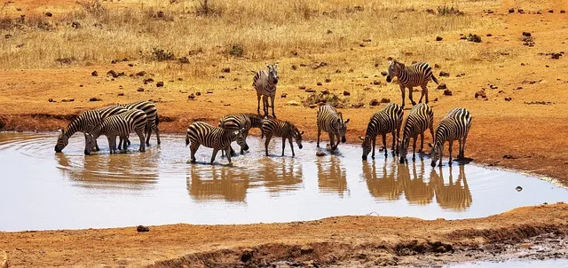 tsavo zebras