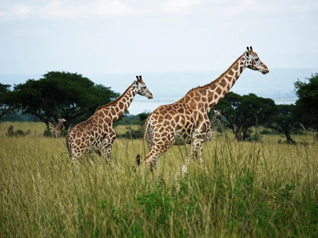 giraffes murchison