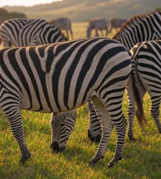 hellgate zebras