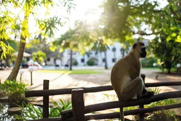 diamond leisure & golf resorts monkey