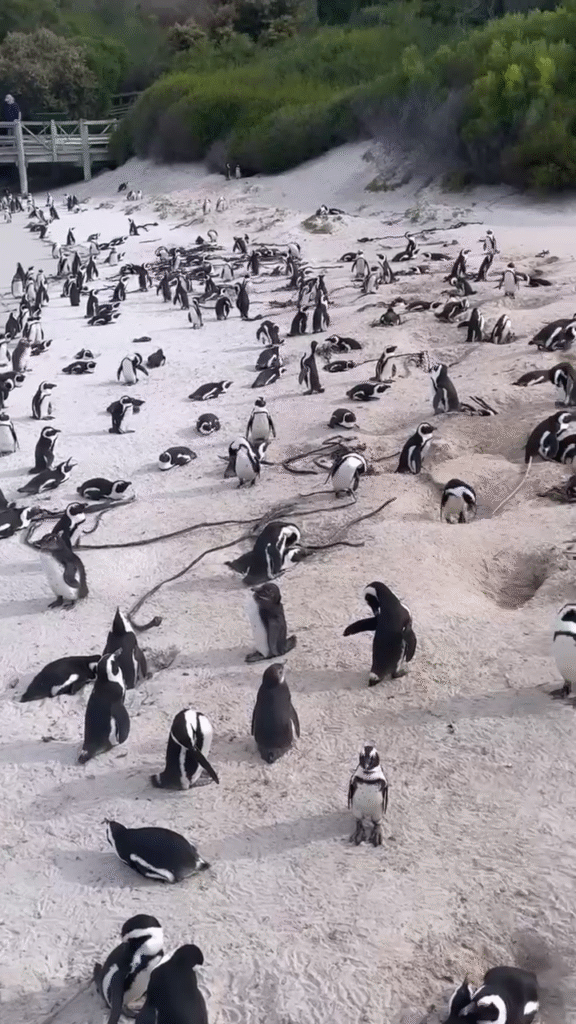 boulder from southafrica